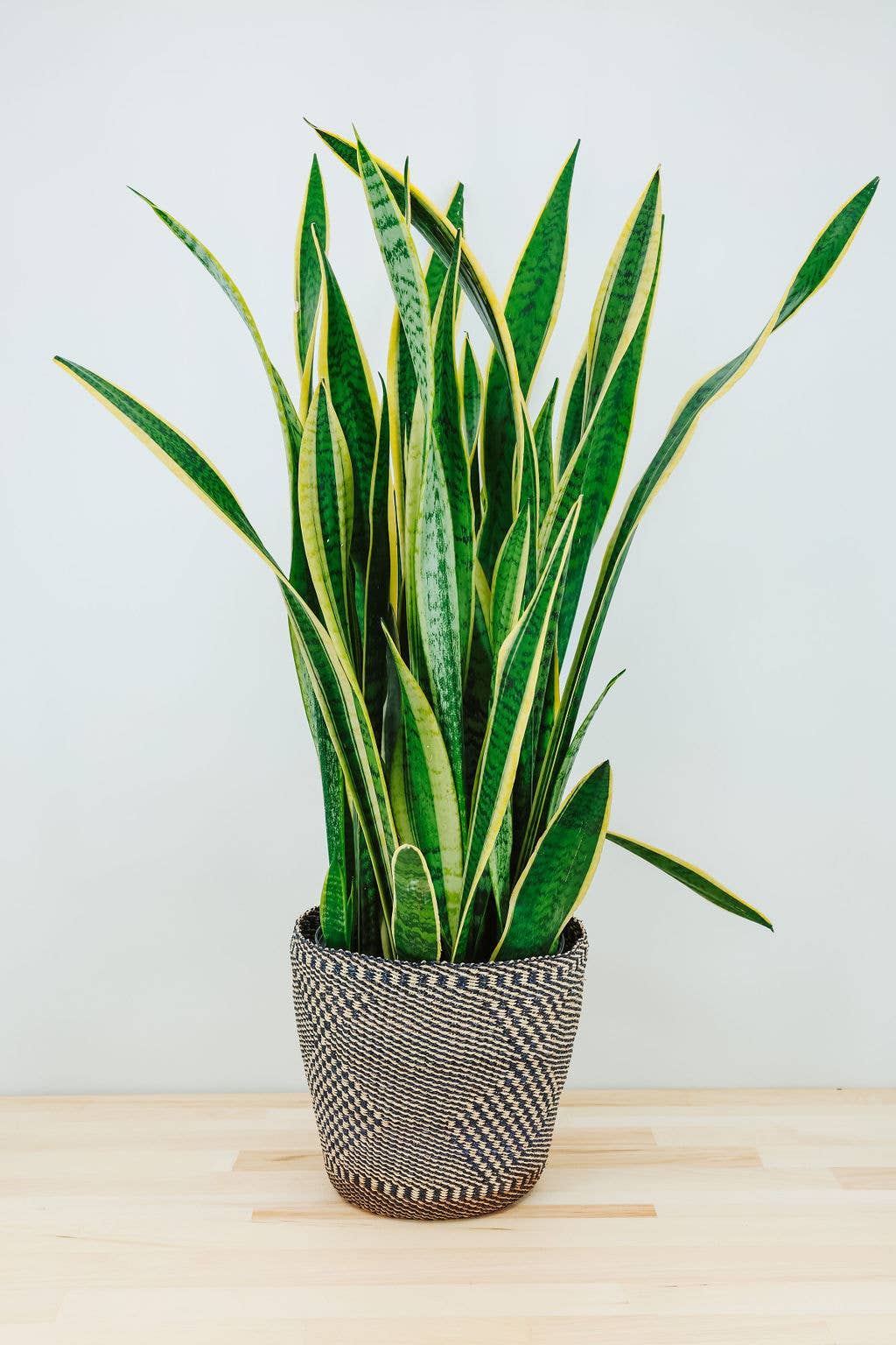 Potted Planter, Diamond Weave