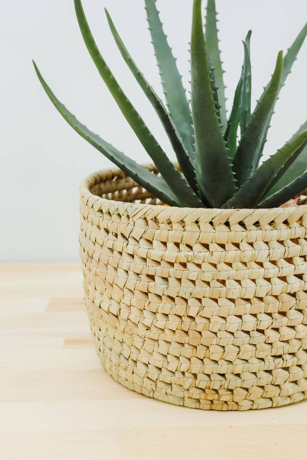 Potted Planter, Palm Leaf