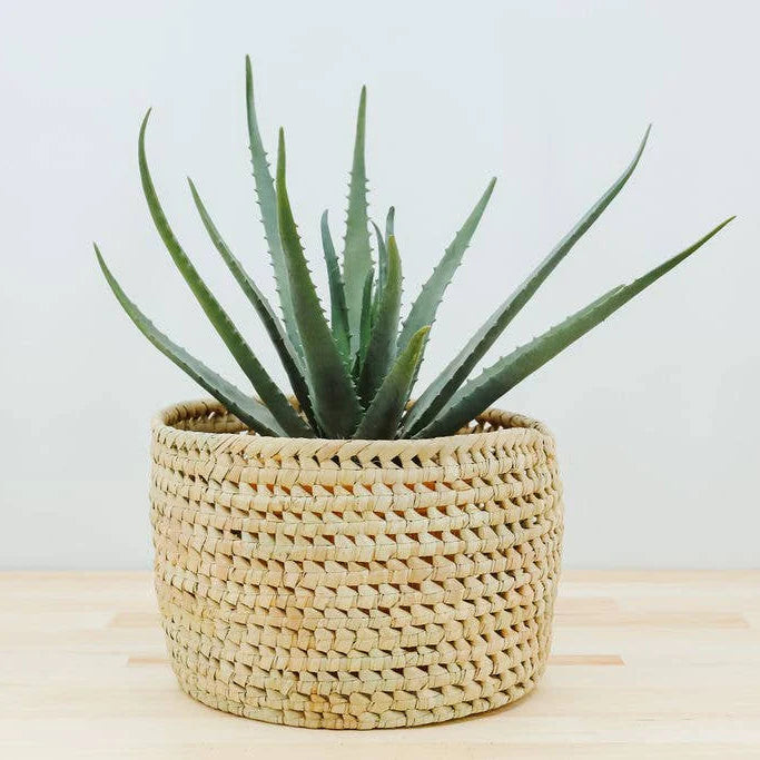 Potted Planter, Palm Leaf
